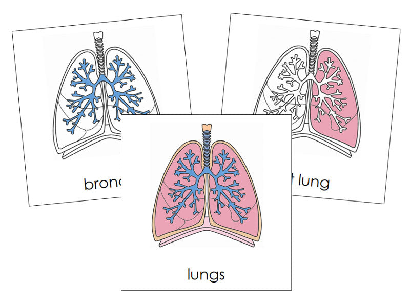 Human Lungs Nomenclature 3-Part Cards by Montessori Print Shop