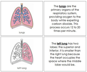 Human Lungs Nomenclature Book by Montessori Print Shop