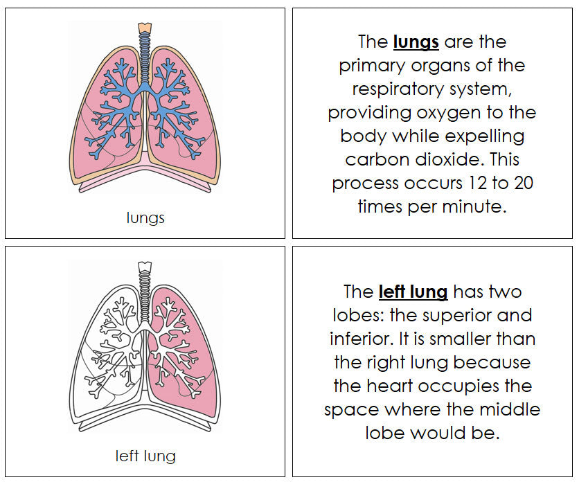 Human Lungs Nomenclature Book by Montessori Print Shop