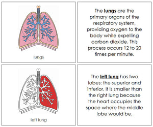 Parts of Human Lungs Nomenclature Book  by Montessori Print Shop