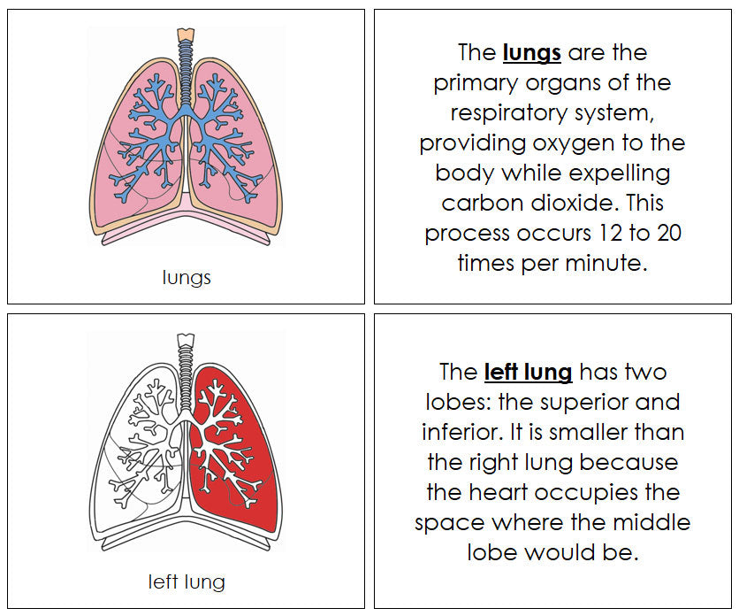 Parts of Human Lungs Nomenclature Book  by Montessori Print Shop