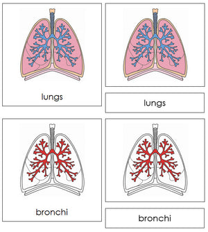 Parts of Human Lungs Nomenclature 3-Part Cards by Montessori Print Shop