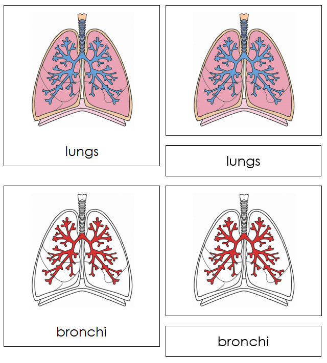 Parts of Human Lungs Nomenclature 3-Part Cards by Montessori Print Shop