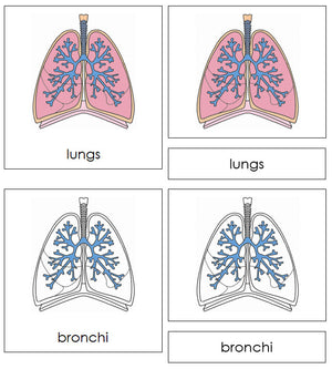 Human Lungs Nomenclature 3-Part Cards by Montessori Print Shop