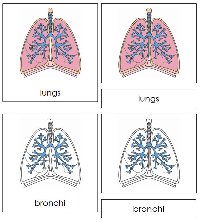 Human Lungs Nomenclature 3-Part Cards by Montessori Print Shop