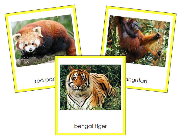 Asian Animals - Montessori Print Shop