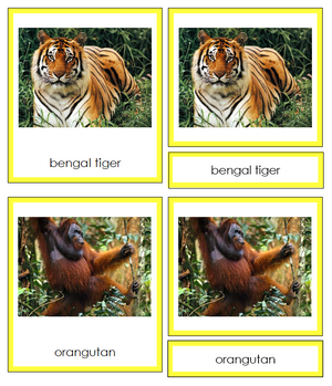 Animals of Asia 3-Part Cards - Montessori Print Shop continent study