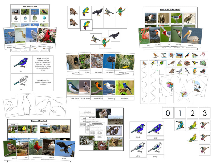 Printable All About Birds Bundle - Montessori Print Shop