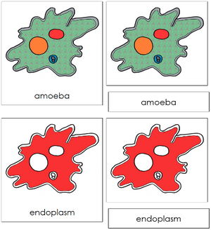 Amoeba Nomenclature 3-Part Cards - Montessori Print Shop