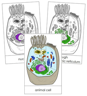 Animal Cell Nomenclature Cards - Montessori Print Shop