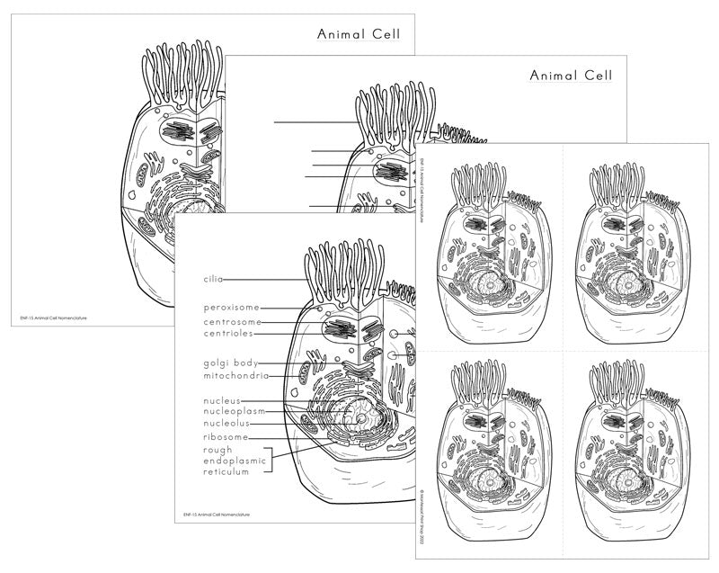 Animal Cell Elementary Nomenclature - Montessori Print Shop