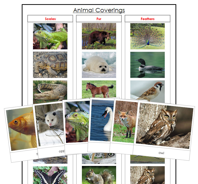 Animal Coverings - Montessori Print Shop zoology materials