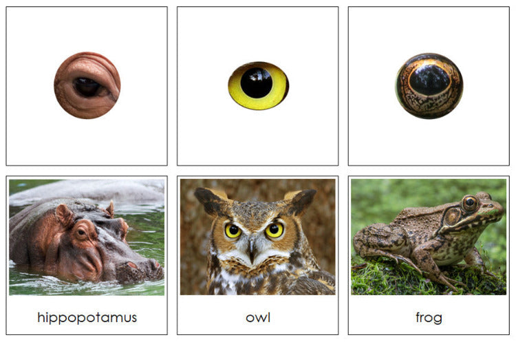 Animal Eyes - Montessori Print Shop Animal Eyes - Montessori Print Shop
