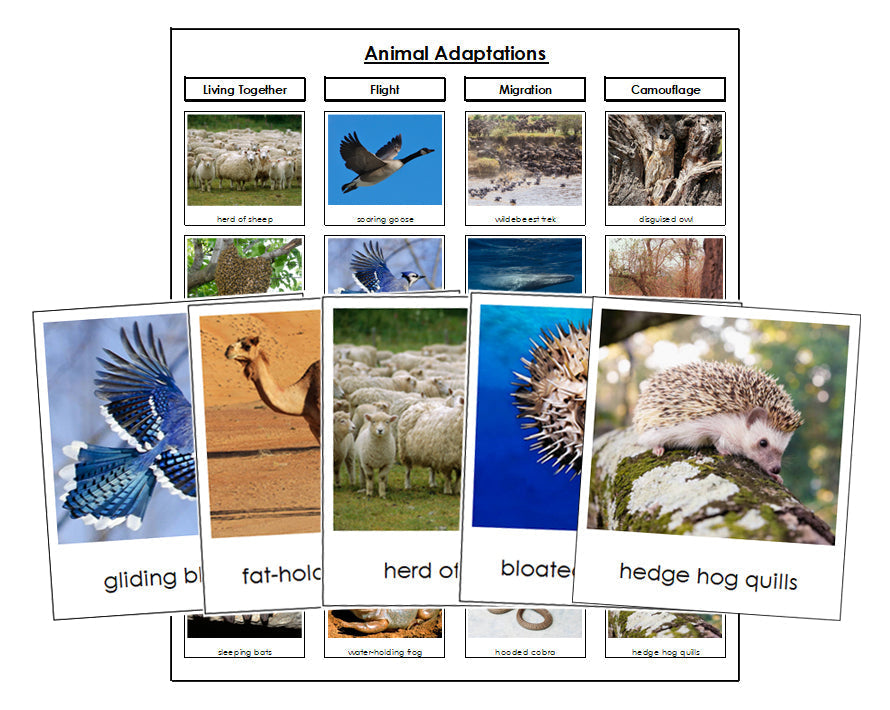 Animal Adaptations Sorting - Montessori Print Shop