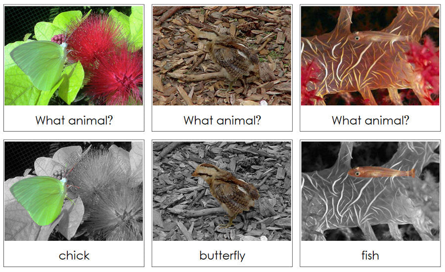 Animal Camouflage Cards Set 2 - Montessori Print Shop zoology cards