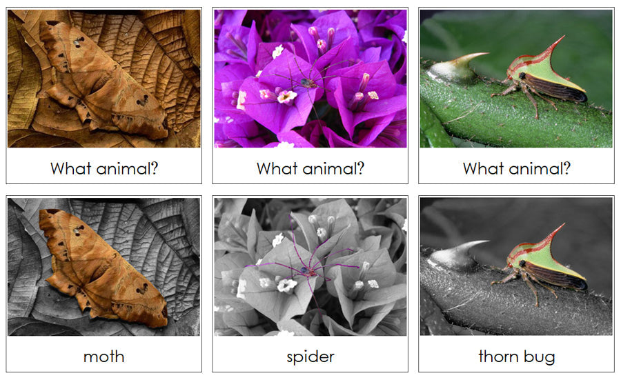 Animal Camouflage Cards Set 3 - Montessori Print Shop zoology cards
