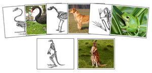 Animals And Their Skeletons - Printable Montessori Science Cards