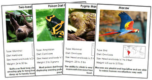 Animals of South America - Montessori zoology cards