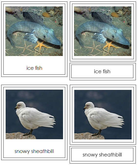 Antarctic Animals - Montessori continent cards