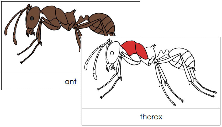 Ant Nomenclature Cards - Montessori Print Shop