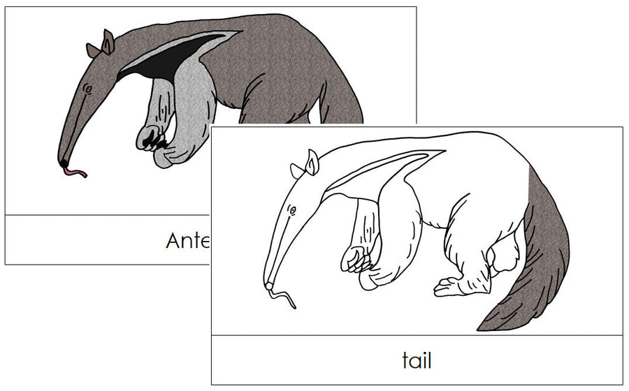Anteater Nomenclature Cards - Montessori Print Shop