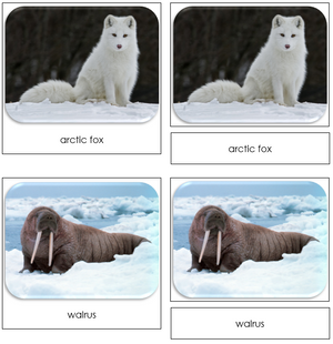 Arctic - Safari Toob Cards - Montessori Print Shop