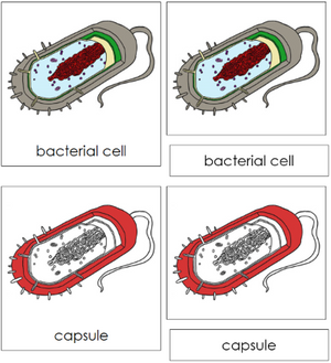 Bacterial Cell Nomenclature 3-Part Cards (red) - Montessori Print Shop