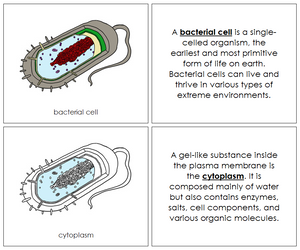 Parts of a Bacterial Cell Nomenclature Book - Montessori Print Shop
