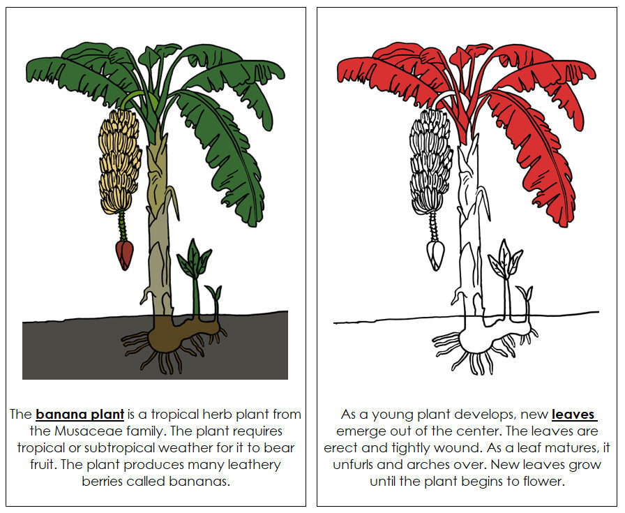 Banana Plant Nomenclature Book (Red) - Montessori Print Shop
