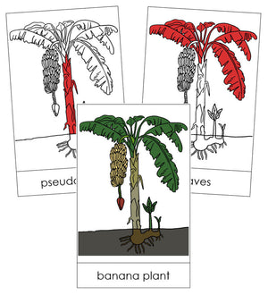 Banana Plant Nomenclature Cards (red) - Montessori Print Shop