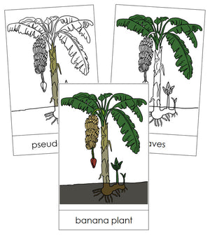 Banana Plant Nomenclature Cards - Montessori Print Shop