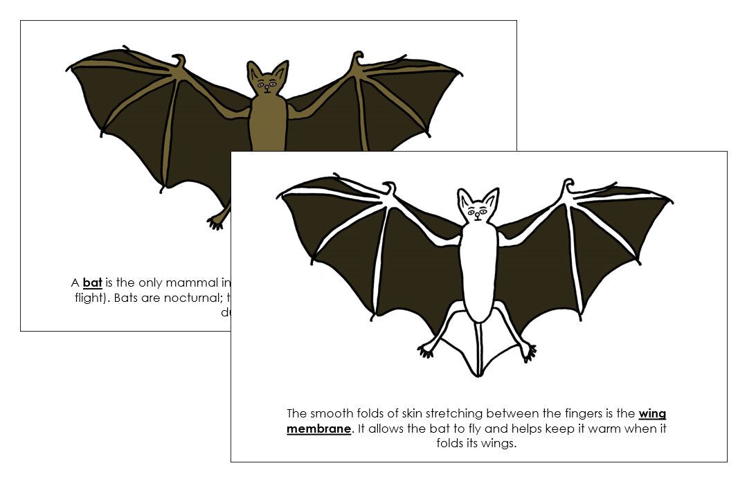 Parts of a Bat Nomenclature Book - Montessori Print Shop