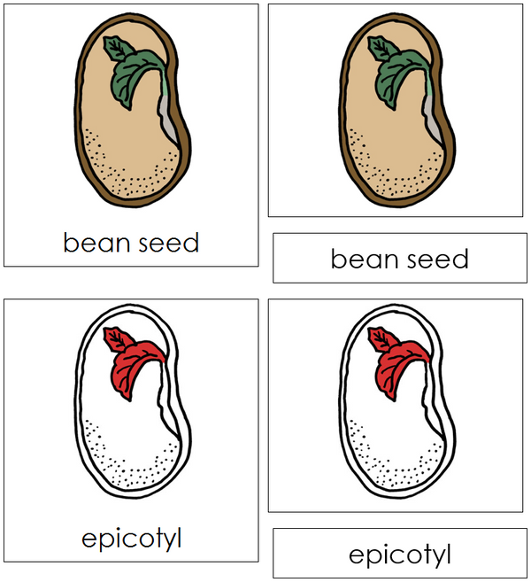 Bean Seed Nomenclature Cards (red) - Montessori Print Shop