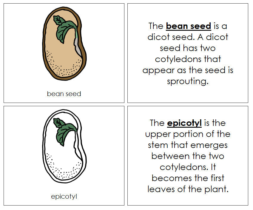 Bean Seed Nomenclature Book - Montessori Print Shop