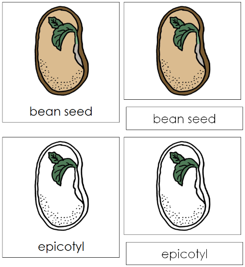 Bean Seed Nomenclature Cards - Montessori Print Shop