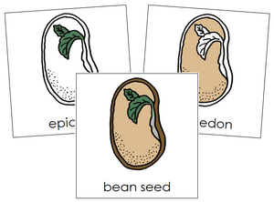 Bean Seed Nomenclature Cards - Montessori Print Shop