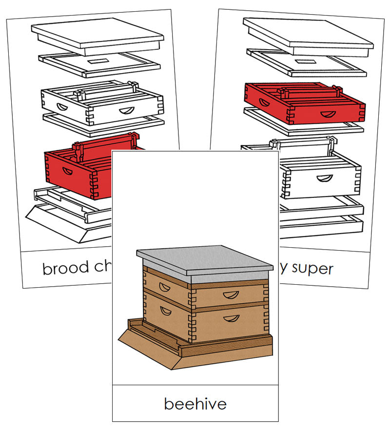 Beehive Nomenclature Cards (red) - Montessori Print Shop