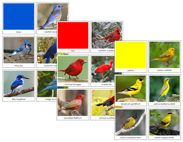 Color Bird Sorting Bird Color Sorting Cards - Montessori Print Shop - USA