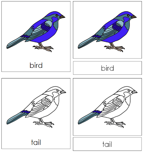 Bird Nomenclature Cards - Montessori Print Shop
