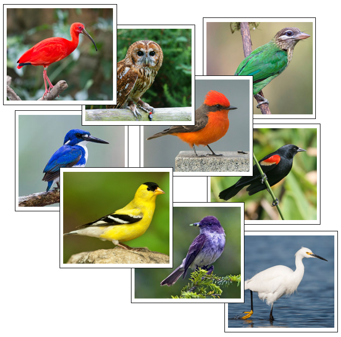 Bird Color Sorting Cards