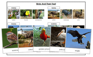 Animal Adaptation: Birds & Their Feet - Montessori Print Shop