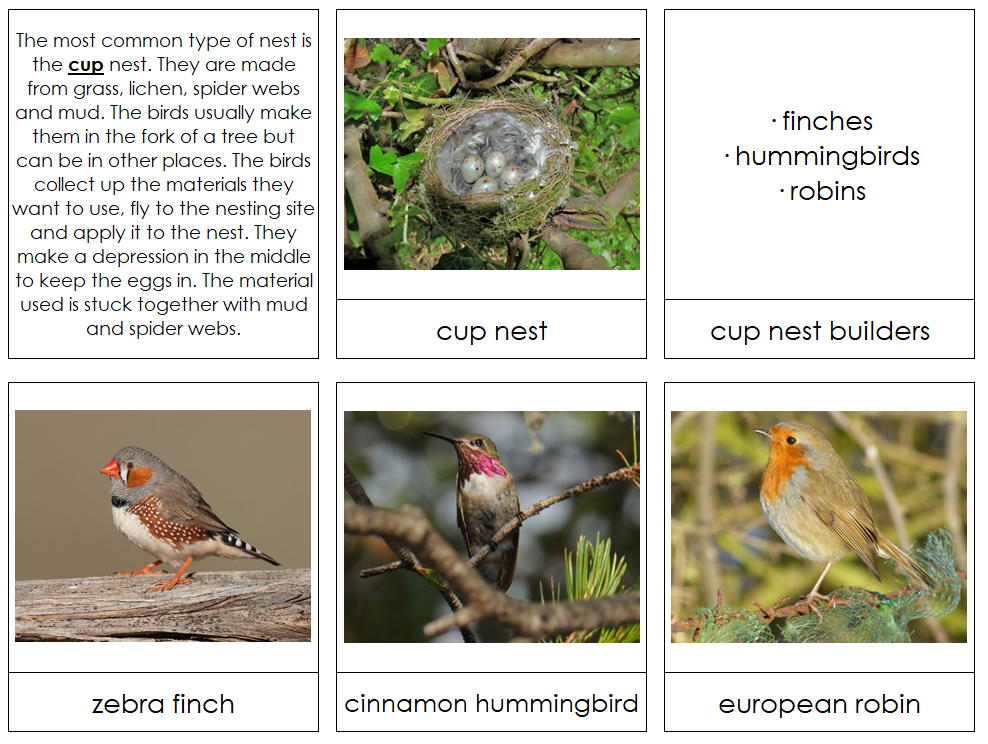 Bird Nest Information Cards Montessori Print Shop