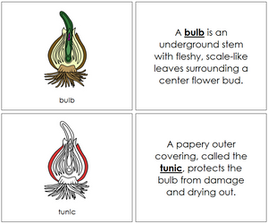 Bulb Nomenclature Book (red) - Montessori Print Shop