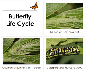 Butterfly Life Cycle Book (Toddler) - Montessori Print Shop