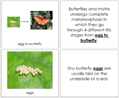Butterfly Life Cycle Book - Montessori