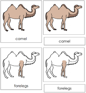 Camel Nomenclature 3-Part Cards - Montessori Print Shop