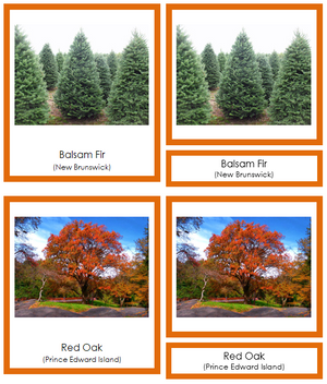 Canadian Provincial Trees (color-coded) - Montessori Print Shop