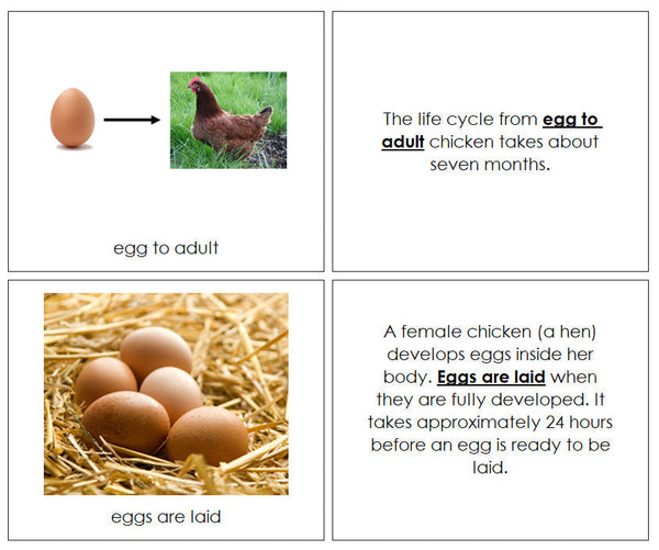 Chicken Life Cycle Nomenclature Book - Montessori Print Shop