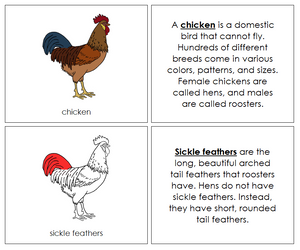 Chicken Nomenclature Book (red) - Montessori Print Shop