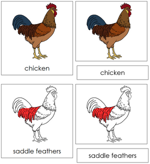 Chicken Nomenclature 3-Part Cards (red) - Montessori Print Shop